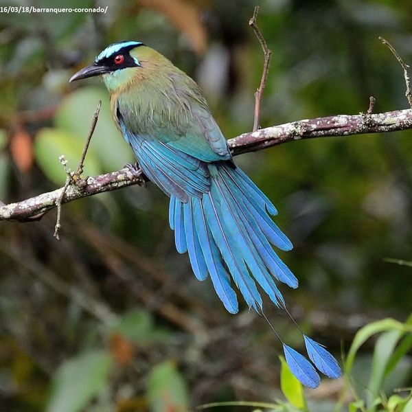 Barranquero Andino (Momotus aequatorialis)