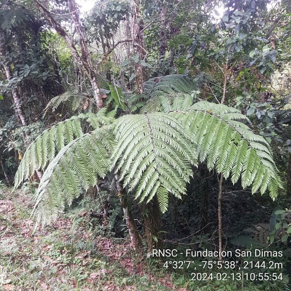 La Chonta: Un gigante vital de los bosques húmedos.