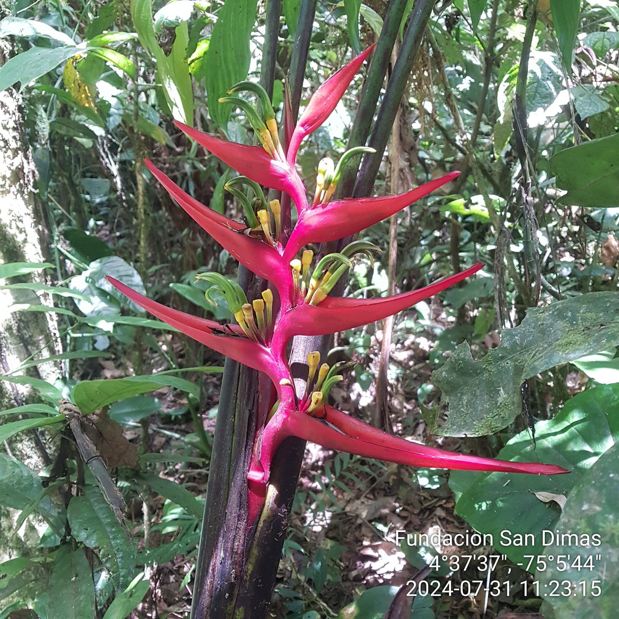 Fundación San Dimas | Flora