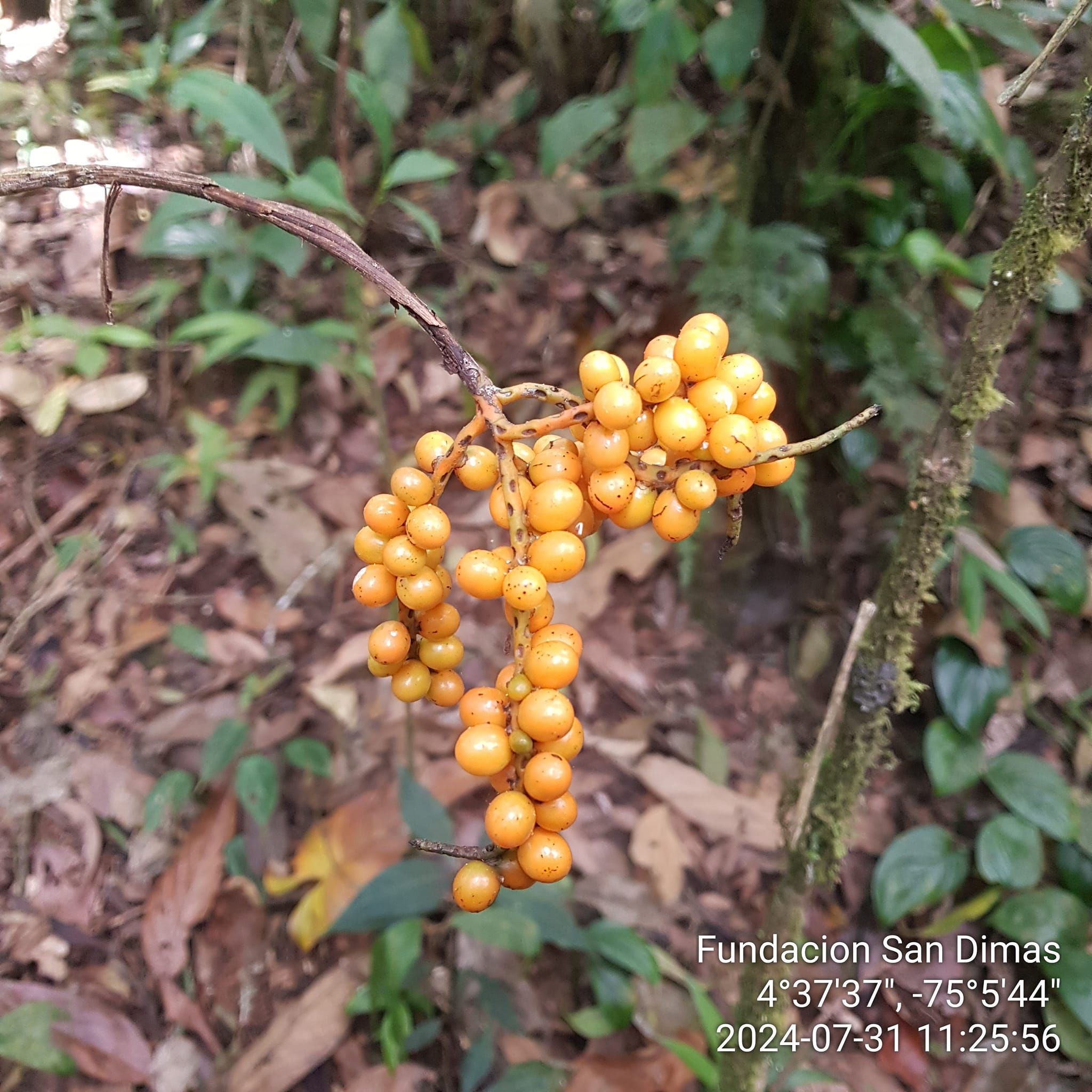 Fundación San Dimas | Flora