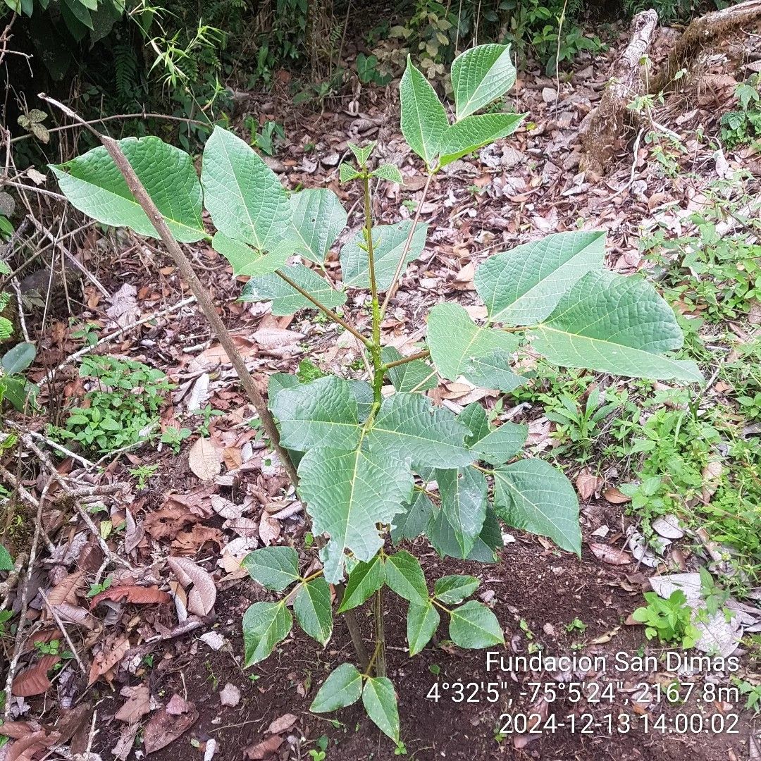 Fundación San Dimas Flora