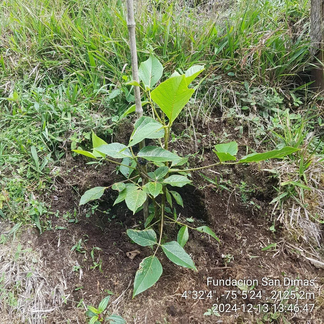 Fundación San Dimas Flora