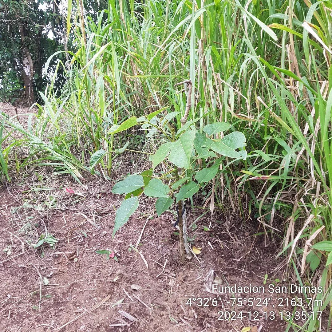 Fundación San Dimas Flora