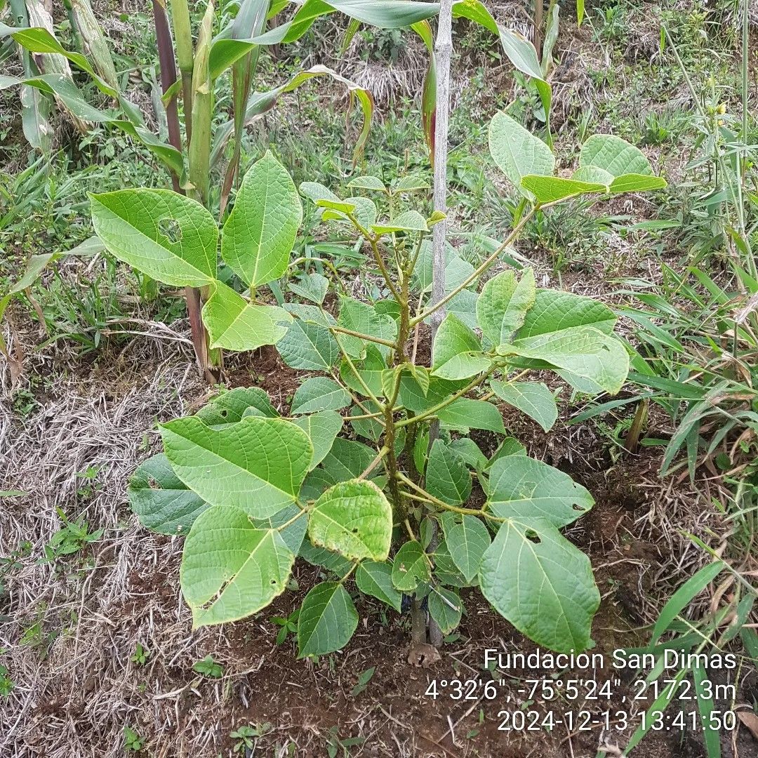 Fundación San Dimas Flora