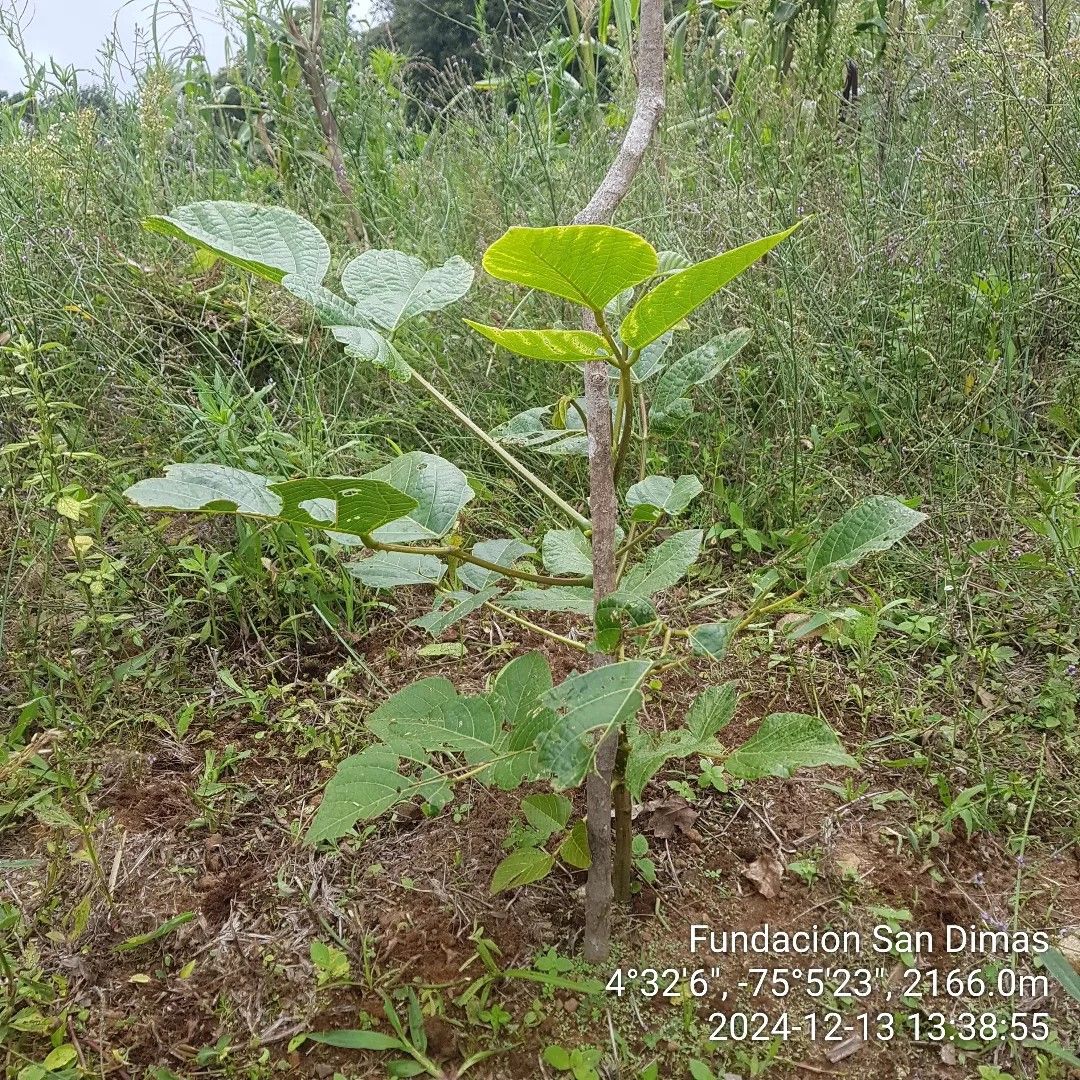Fundación San Dimas Flora