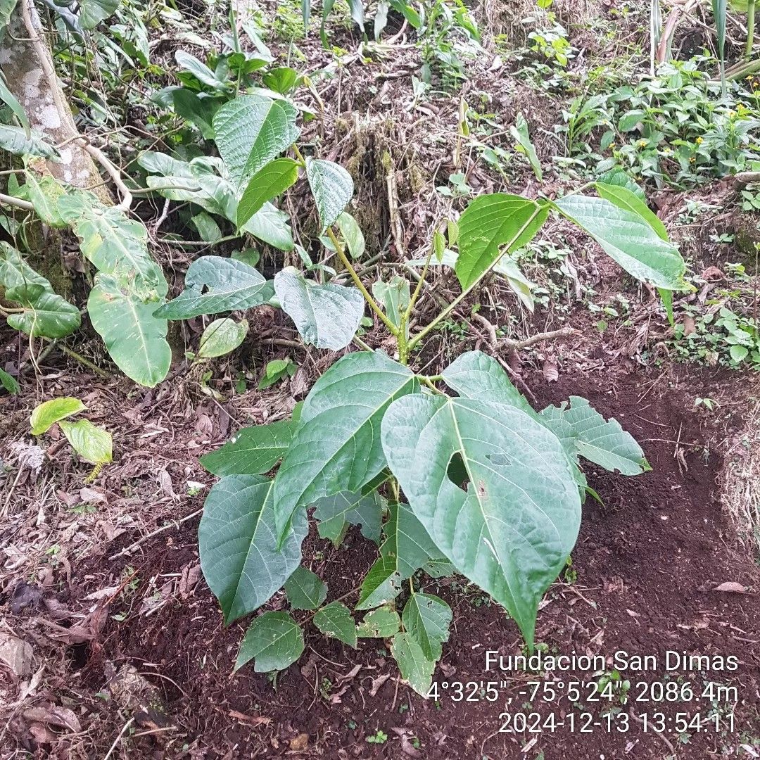 Fundación San Dimas Flora