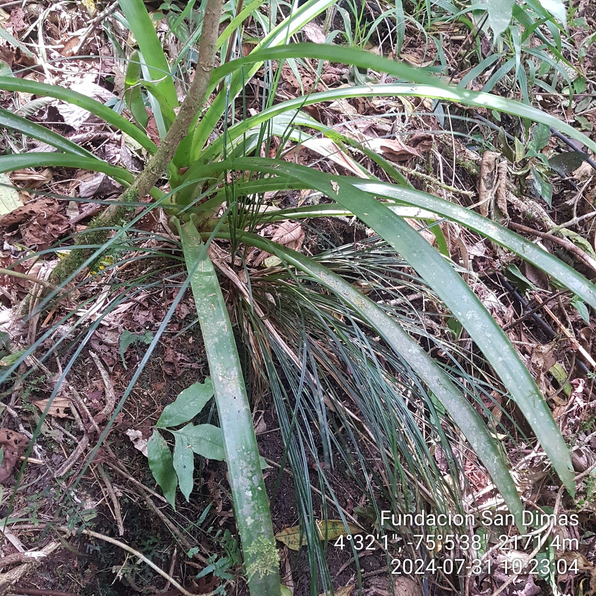 Fundación San Dimas Flora