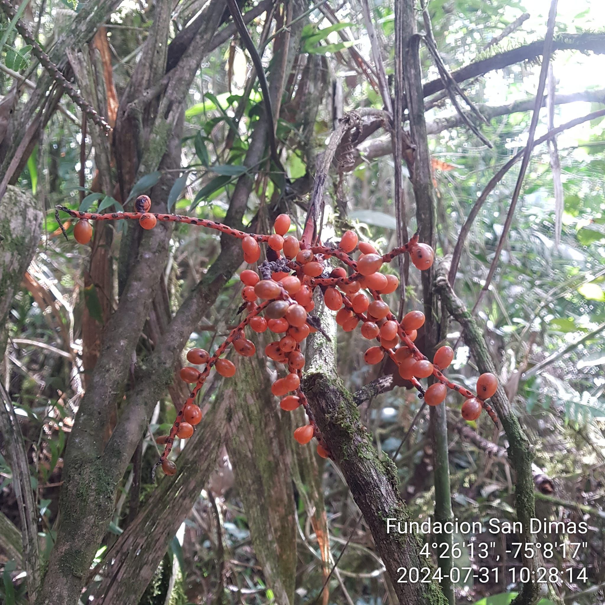 Fundación San Dimas | Flora