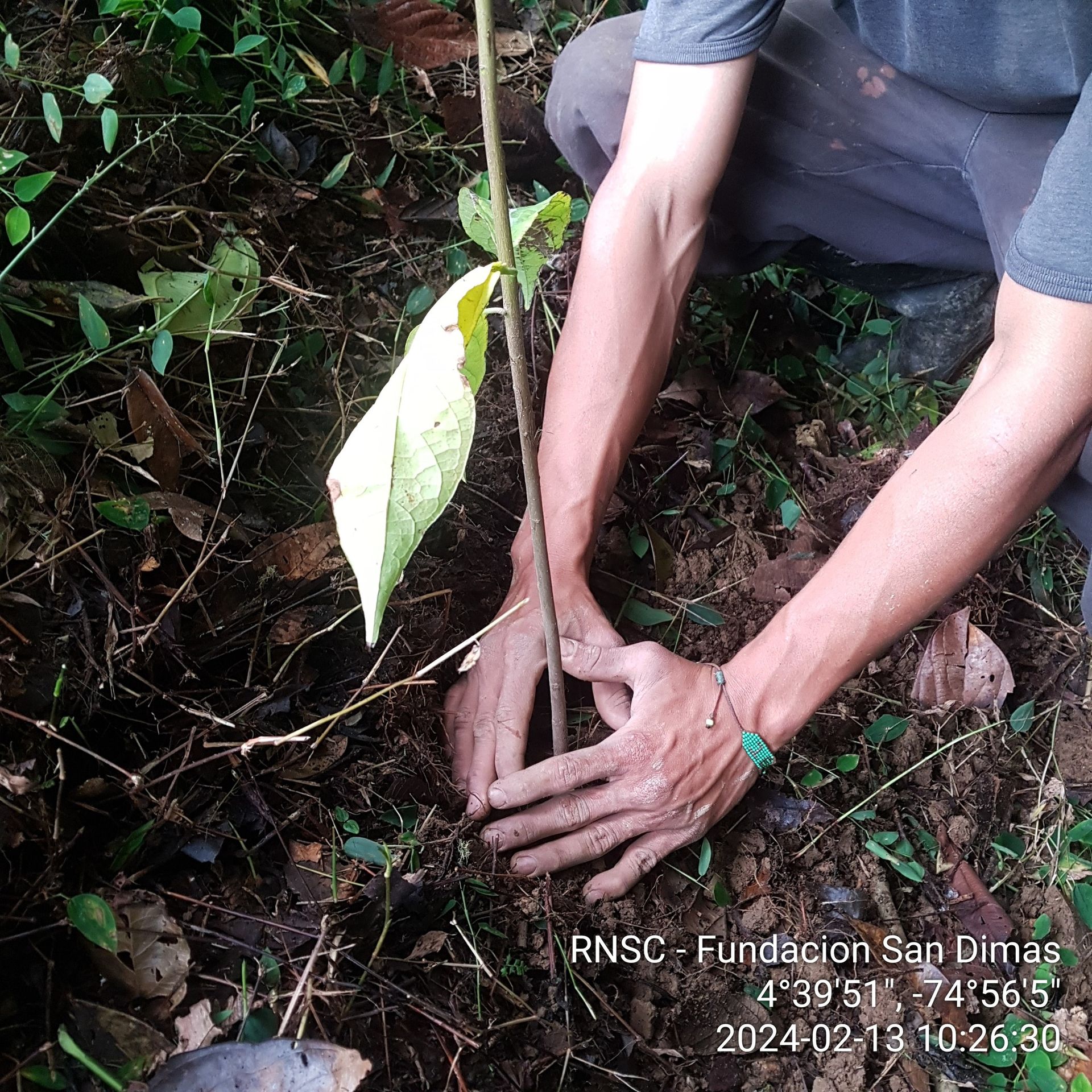 Adopta un Árbol